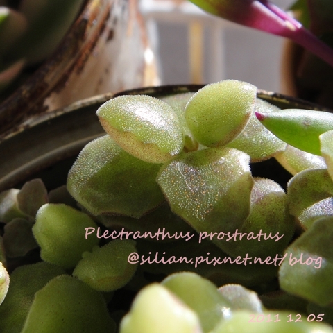 20111205 125857 Plectranthus prostratus / 臥地延命草 / プロストラーツス 20111205 125857 Plectranthus prostratus / 臥地延命草 / プロストラーツス