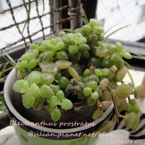 20120307 154044 Plectranthus prostratus / 臥地延命草 / プロストラーツス 20120307 154044 Plectranthus prostratus / 臥地延命草 / プロストラーツス