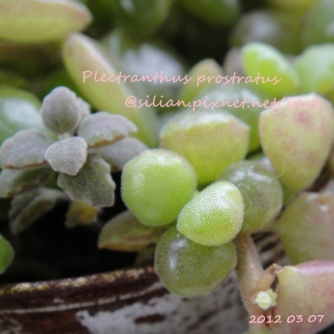 20120307 154109 Plectranthus prostratus / 臥地延命草 / プロストラーツス 20120307 154109 Plectranthus prostratus / 臥地延命草 / プロストラーツス