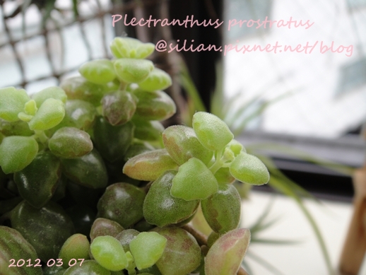 20120307 154117 Plectranthus prostratus / 臥地延命草 / プロストラーツス 20120307 154117 Plectranthus prostratus / 臥地延命草 / プロストラーツス
