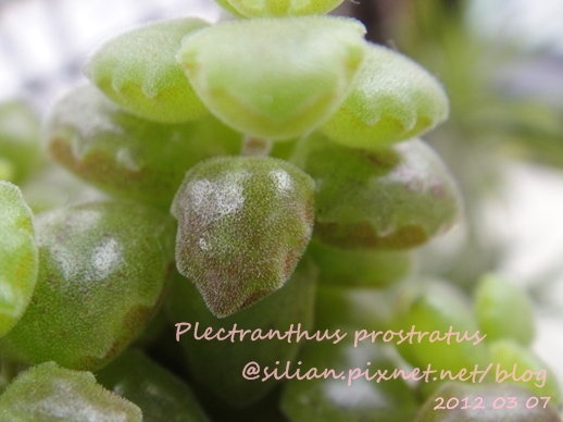 20120307 154148 Plectranthus prostratus / 臥地延命草 / プロストラーツス 20120307 154148 Plectranthus prostratus / 臥地延命草 / プロストラーツス