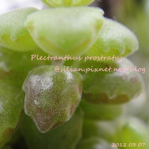20120307 154148 Plectranthus prostratus / 臥地延命草 / プロストラーツス 20120307 154148 Plectranthus prostratus / 臥地延命草 / プロストラーツス