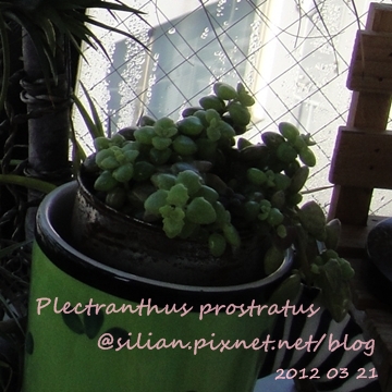 20120321 155052 Plectranthus prostratus / 臥地延命草 / プロストラーツス 20120321 155052 Plectranthus prostratus / 臥地延命草 / プロストラーツス