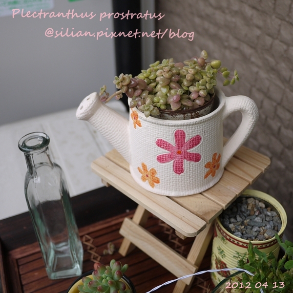 20120413 155602 Plectranthus prostratus / 臥地延命草 / プロストラーツス 20120413 155602 Plectranthus prostratus / 臥地延命草 / プロストラーツス