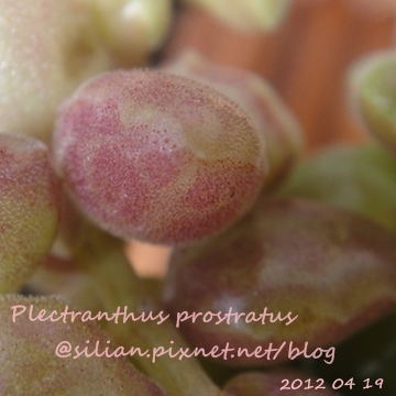 20120419 122334 Plectranthus prostratus / 臥地延命草 / プロストラーツス 20120419 122334 Plectranthus prostratus / 臥地延命草 / プロストラーツス