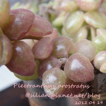 20120419 122437 Plectranthus prostratus / 臥地延命草 / プロストラーツス 20120419 122437 Plectranthus prostratus / 臥地延命草 / プロストラーツス