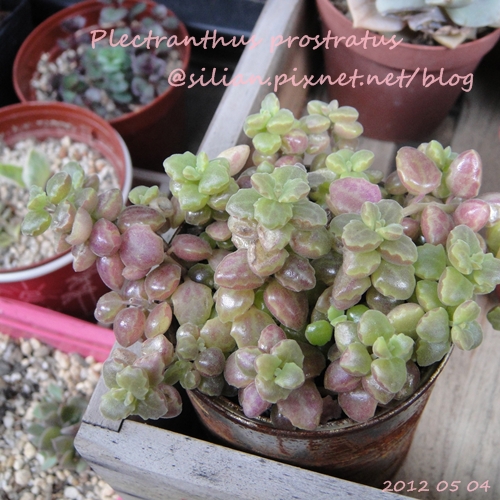 20120504 144932 Plectranthus prostratus / 臥地延命草 / プロストラーツス 20120504 144932 Plectranthus prostratus / 臥地延命草 / プロストラーツス