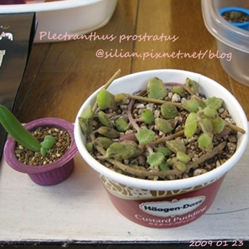 20090123 Plectranthus prostratus / 臥地延命草 / プロストラーツス 20090123 Plectranthus prostratus / 臥地延命草 / プロストラーツス