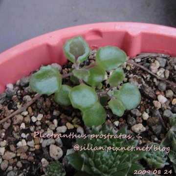 20090824 Plectranthus prostratus / 臥地延命草 / プロストラーツス 20090824 Plectranthus prostratus / 臥地延命草 / プロストラーツス