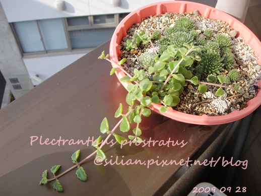 20090928 DSC05210 Plectranthus prostratus / 臥地延命草 / プロストラーツス 20090928 DSC05210 Plectranthus prostratus / 臥地延命草 / プロストラーツス