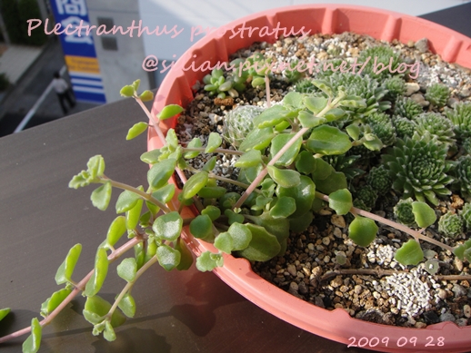 20090928 DSC05212 Plectranthus prostratus / 臥地延命草 / プロストラーツス 20090928 DSC05212 Plectranthus prostratus / 臥地延命草 / プロストラーツス