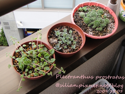 20091005 DSC05400 Plectranthus prostratus / 臥地延命草 / プロストラーツス 20091005 DSC05400 Plectranthus prostratus / 臥地延命草 / プロストラーツス