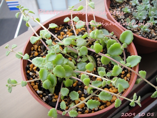 20091005 DSC05402 Plectranthus prostratus / 臥地延命草 / プロストラーツス 20091005 DSC05402 Plectranthus prostratus / 臥地延命草 / プロストラーツス