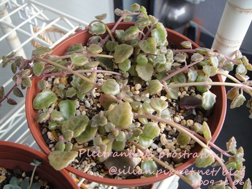 20091106 回台前的陽台 Plectranthus prostratus / 臥地延命草 / プロストラーツス 20091106 回台前的陽台 Plectranthus prostratus / 臥地延命草 / プロストラーツス