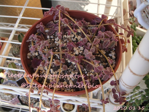 20100115 兩個月回東京後 Plectranthus prostratus / 臥地延命草 / プロストラーツス 20100115 兩個月回東京後 Plectranthus prostratus / 臥地延命草 / プロストラーツス