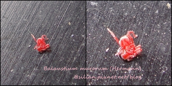 Balaustium murorum (HERMANN) Balaustium murorum (HERMANN)