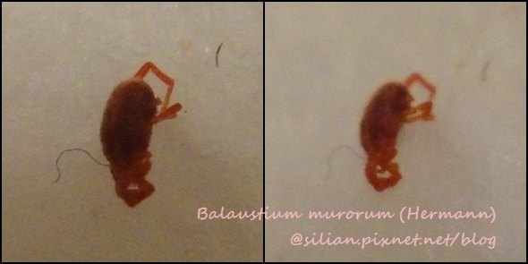 Balaustium murorum (HERMANN) Balaustium murorum (HERMANN)