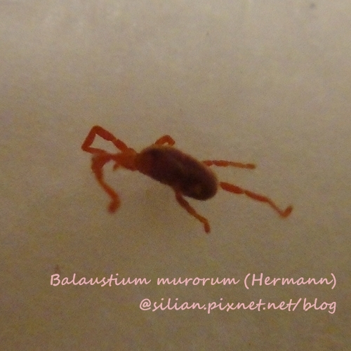 Balaustium murorum (HERMANN) Balaustium murorum (HERMANN)