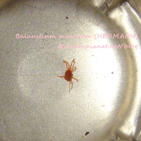 Balaustium murorum (HERMANN) Balaustium murorum (HERMANN)