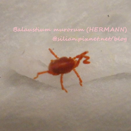 Balaustium murorum (HERMANN) Balaustium murorum (HERMANN)