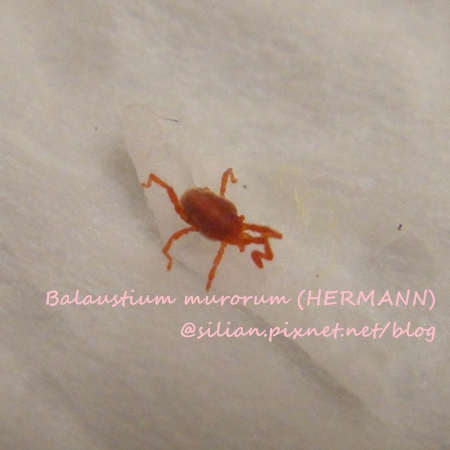 Balaustium murorum (HERMANN) Balaustium murorum (HERMANN)