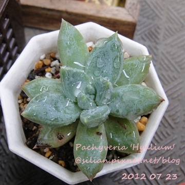 Pachyveria 'Hyalium' / ヒアリューム / ヒアリウム