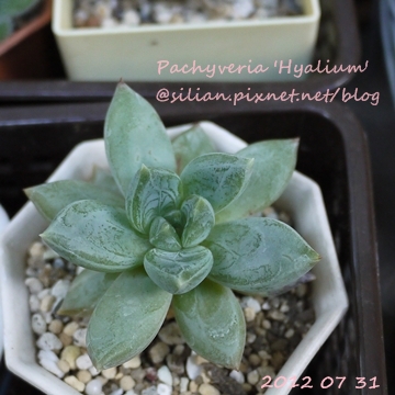 Pachyveria 'Hyalium' / ヒアリューム / ヒアリウム Pachyveria 'Hyalium' / ヒアリューム / ヒアリウム