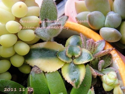 Crassula sarmentosa f. variegata / サルメントーサ / 錦乙女 / 長莖景天錦 Crassula sarmentosa f. variegata / サルメントーサ / 錦乙女 / 長莖景天錦