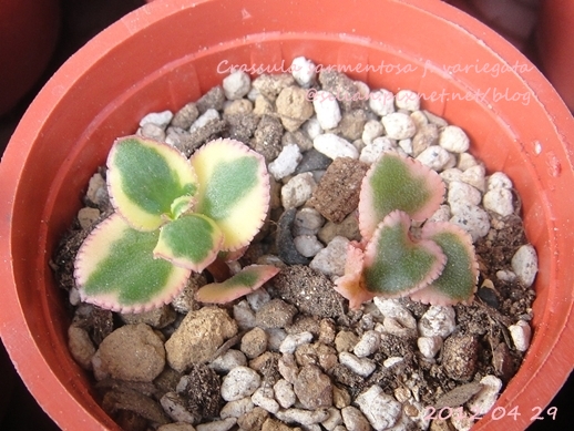 Crassula sarmentosa f. variegata / サルメントーサ / 錦乙女 / 長莖景天錦 Crassula sarmentosa f. variegata / サルメントーサ / 錦乙女 / 長莖景天錦