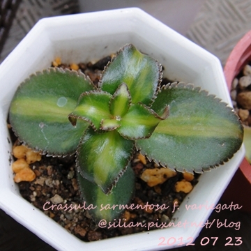 Crassula sarmentosa f. variegata / サルメントーサ / 錦乙女 / 長莖景天錦 Crassula sarmentosa f. variegata / サルメントーサ / 錦乙女 / 長莖景天錦