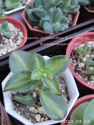 Crassula sarmentosa f. variegata / サルメントーサ / 錦乙女 / 長莖景天錦 Crassula sarmentosa f. variegata / サルメントーサ / 錦乙女 / 長莖景天錦