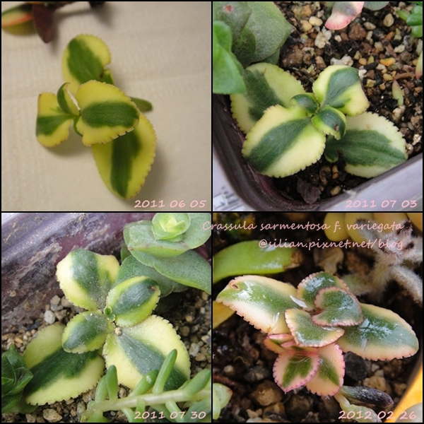 Crassula sarmentosa f. variegata / サルメントーサ / 錦乙女 / 長莖景天錦 Crassula sarmentosa f. variegata / サルメントーサ / 錦乙女 / 長莖景天錦