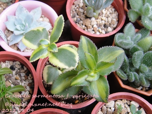 Crassula sarmentosa f. variegata / サルメントーサ / 錦乙女 / 長莖景天錦 Crassula sarmentosa f. variegata / サルメントーサ / 錦乙女 / 長莖景天錦