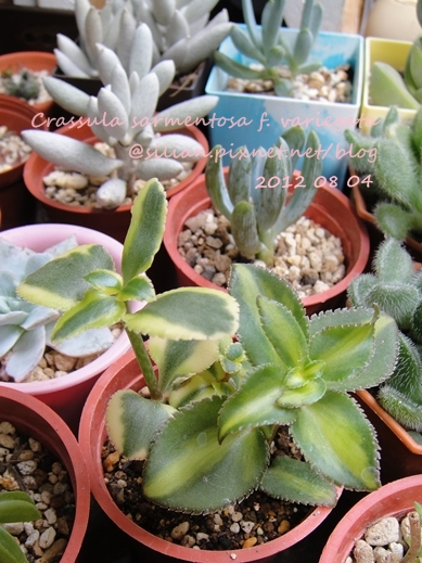 Crassula sarmentosa f. variegata / サルメントーサ / 錦乙女 / 長莖景天錦 Crassula sarmentosa f. variegata / サルメントーサ / 錦乙女 / 長莖景天錦