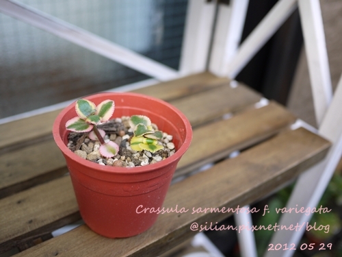 Crassula sarmentosa f. variegata / サルメントーサ / 錦乙女 / 長莖景天錦