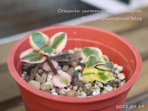 Crassula sarmentosa f. variegata / サルメントーサ / 錦乙女 / 長莖景天錦 Crassula sarmentosa f. variegata / サルメントーサ / 錦乙女 / 長莖景天錦
