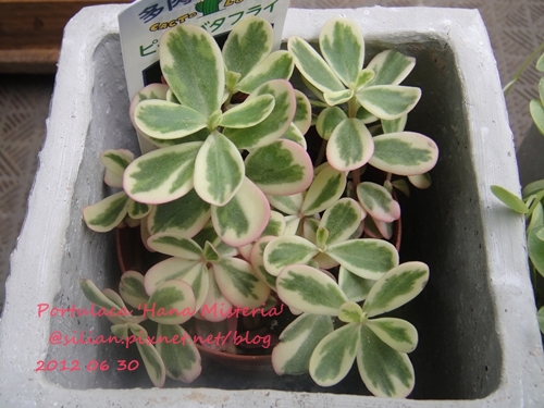 Portulaca 'Hana Misteria' / ´³¤J??????? / µØ????? / ???????? / ±mi°¨¾¦¨d¤¦ / ±mi°¨¾¦³A Portulaca 'Hana Misteria' / ´³¤J??????? / µØ????? / ???????? / ±mi°¨¾¦¨d¤¦ / ±mi°¨¾¦³A