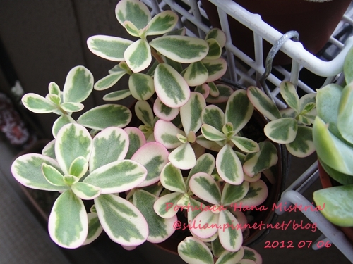 Portulaca 'Hana Misteria' / ´³¤J??????? / µØ????? / ???????? / ±mi°¨¾¦¨d¤¦ / ±mi°¨¾¦³A Portulaca 'Hana Misteria' / ´³¤J??????? / µØ????? / ???????? / ±mi°¨¾¦¨d¤¦ / ±mi°¨¾¦³A