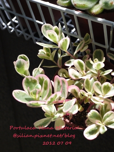 Portulaca 'Hana Misteria' / ´³¤J??????? / µØ????? / ???????? / ±mi°¨¾¦¨d¤¦ / ±mi°¨¾¦³A Portulaca 'Hana Misteria' / ´³¤J??????? / µØ????? / ???????? / ±mi°¨¾¦¨d¤¦ / ±mi°¨¾¦³A