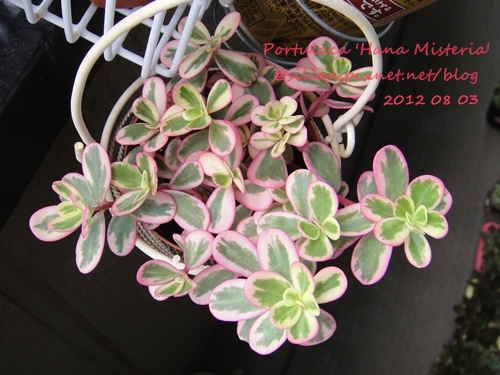 Portulaca 'Hana Misteria' / ´³¤J??????? / µØ????? / ???????? / ±mi°¨¾¦¨d¤¦ / ±mi°¨¾¦³A Portulaca 'Hana Misteria' / ´³¤J??????? / µØ????? / ???????? / ±mi°¨¾¦¨d¤¦ / ±mi°¨¾¦³A