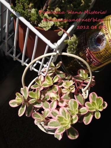 Portulaca 'Hana Misteria' / ´³¤J??????? / µØ????? / ???????? / ±mi°¨¾¦¨d¤¦ / ±mi°¨¾¦³A Portulaca 'Hana Misteria' / ´³¤J??????? / µØ????? / ???????? / ±mi°¨¾¦¨d¤¦ / ±mi°¨¾¦³A
