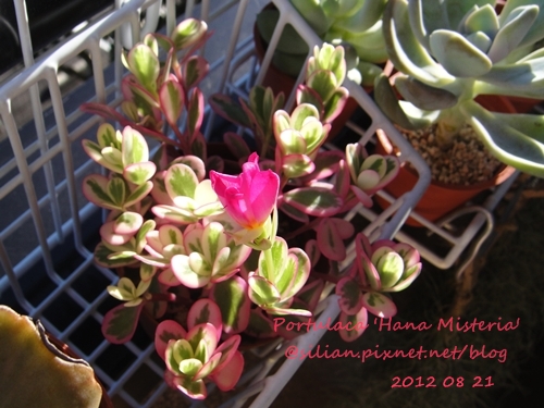 Portulaca 'Hana Misteria' / ´³¤J??????? / µØ????? / ???????? / ±mi°¨¾¦¨d¤¦ / ±mi°¨¾¦³A Portulaca 'Hana Misteria' / ´³¤J??????? / µØ????? / ???????? / ±mi°¨¾¦¨d¤¦ / ±mi°¨¾¦³A