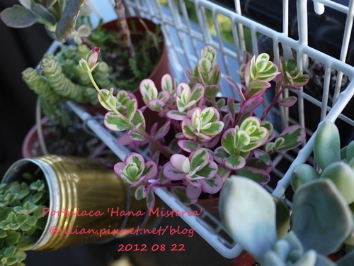 Portulaca 'Hana Misteria' / ´³¤J??????? / µØ????? / ???????? / ±mi°¨¾¦¨d¤¦ / ±mi°¨¾¦³A Portulaca 'Hana Misteria' / ´³¤J??????? / µØ????? / ???????? / ±mi°¨¾¦¨d¤¦ / ±mi°¨¾¦³A