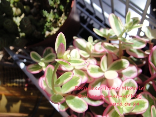Portulaca 'Hana Misteria' / ´³¤J??????? / µØ????? / ???????? / ±mi°¨¾¦¨d¤¦ / ±mi°¨¾¦³A Portulaca 'Hana Misteria' / ´³¤J??????? / µØ????? / ???????? / ±mi°¨¾¦¨d¤¦ / ±mi°¨¾¦³A