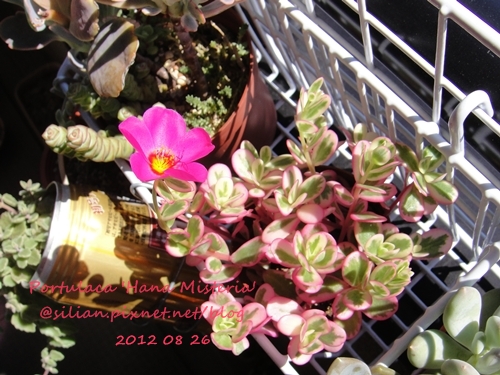 Portulaca 'Hana Misteria' / ´³¤J??????? / µØ????? / ???????? / ±mi°¨¾¦¨d¤¦ / ±mi°¨¾¦³A Portulaca 'Hana Misteria' / ´³¤J??????? / µØ????? / ???????? / ±mi°¨¾¦¨d¤¦ / ±mi°¨¾¦³A