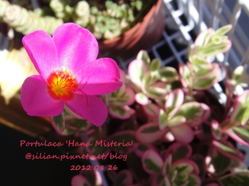 Portulaca 'Hana Misteria' / ´³¤J??????? / µØ????? / ???????? / ±mi°¨¾¦¨d¤¦ / ±mi°¨¾¦³A Portulaca 'Hana Misteria' / ´³¤J??????? / µØ????? / ???????? / ±mi°¨¾¦¨d¤¦ / ±mi°¨¾¦³A
