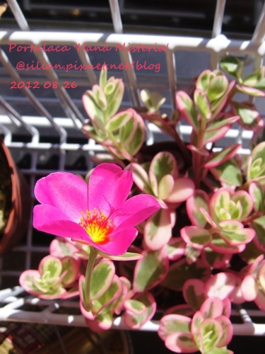 Portulaca 'Hana Misteria' / ´³¤J??????? / µØ????? / ???????? / ±mi°¨¾¦¨d¤¦ / ±mi°¨¾¦³A Portulaca 'Hana Misteria' / ´³¤J??????? / µØ????? / ???????? / ±mi°¨¾¦¨d¤¦ / ±mi°¨¾¦³A