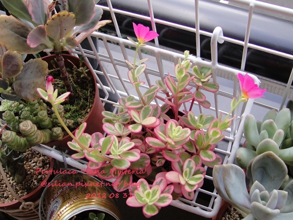 Portulaca 'Hana Misteria' / ´³¤J??????? / µØ????? / ???????? / ±mi°¨¾¦¨d¤¦ / ±mi°¨¾¦³A Portulaca 'Hana Misteria' / ´³¤J??????? / µØ????? / ???????? / ±mi°¨¾¦¨d¤¦ / ±mi°¨¾¦³A
