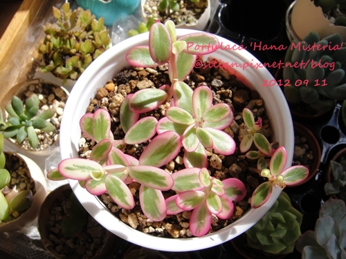 Portulaca 'Hana Misteria' / ´³¤J??????? / µØ????? / ???????? / ±mi°¨¾¦¨d¤¦ / ±mi°¨¾¦³A Portulaca 'Hana Misteria' / ´³¤J??????? / µØ????? / ???????? / ±mi°¨¾¦¨d¤¦ / ±mi°¨¾¦³A