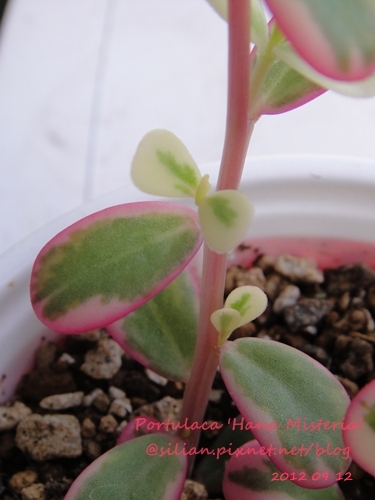 Portulaca 'Hana Misteria' / ´³¤J??????? / µØ????? / ???????? / ±mi°¨¾¦¨d¤¦ / ±mi°¨¾¦³A Portulaca 'Hana Misteria' / ´³¤J??????? / µØ????? / ???????? / ±mi°¨¾¦¨d¤¦ / ±mi°¨¾¦³A